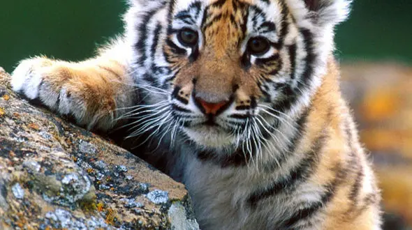 از بالا رفتن بچه ببر از درخت تا لانه سازی پرندگان