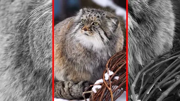 فیلم گربه پالاس وحشی آسیای میانه