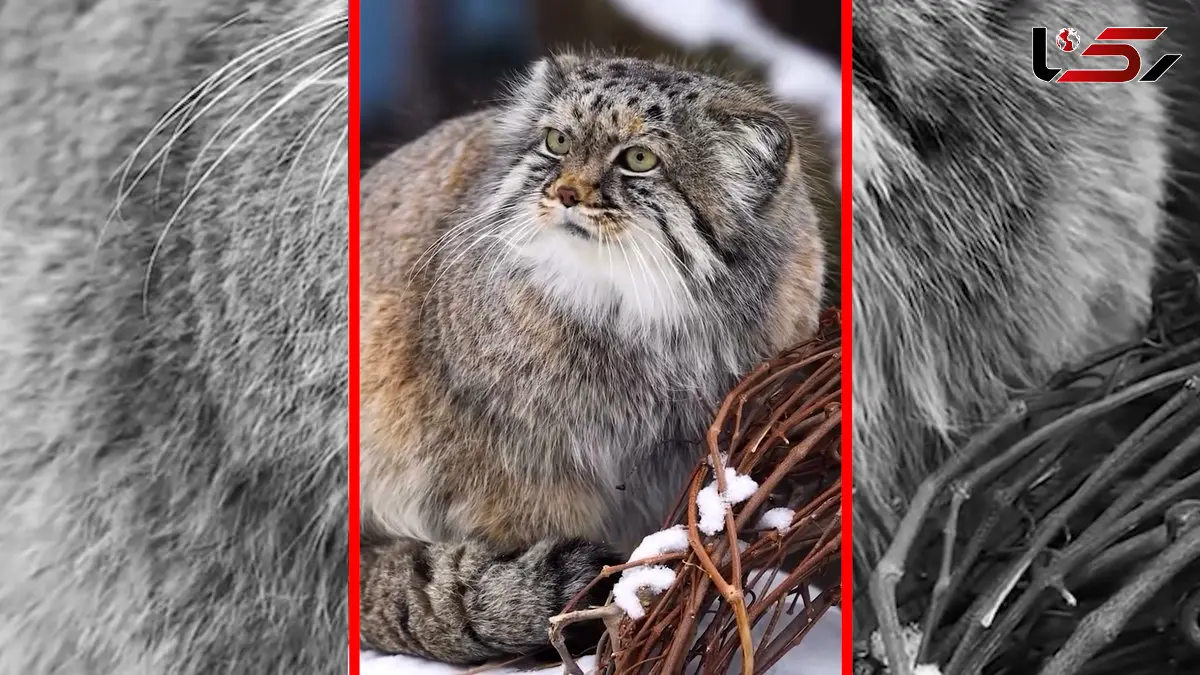 فیلم گربه پالاس وحشی آسیای میانه