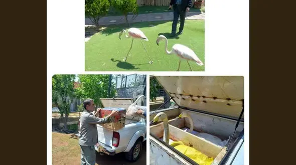 کشف گنج سفید و صورتی در خانه مرد کرجی