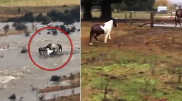 تلاش اسب مادر برای نجات کره اش از سیلاب +فیلم