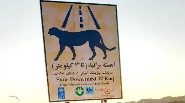 یک یوز دیگر تلف شد / وزارت راه متهم اصلی قتل عام یوزپلنگ آسیایی در جاده/ کمتر از 30 یوز ایرانی باقی مانده است