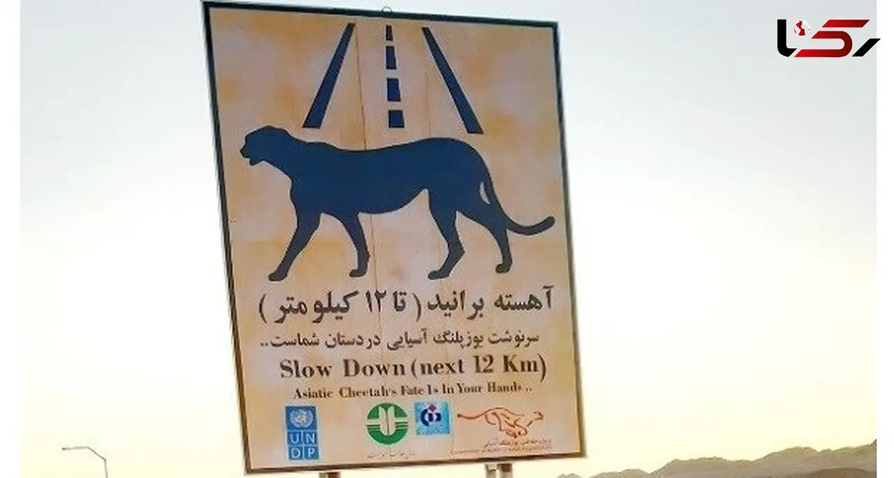 یک یوز دیگر تلف شد / وزارت راه متهم اصلی قتل عام یوزپلنگ آسیایی در جاده/ کمتر از 30 یوز ایرانی باقی مانده است