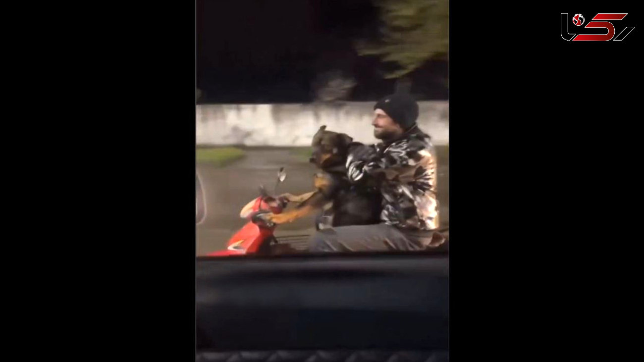 ویدئویی باورنکردنی از موتورسواری یک سگ در ایران!