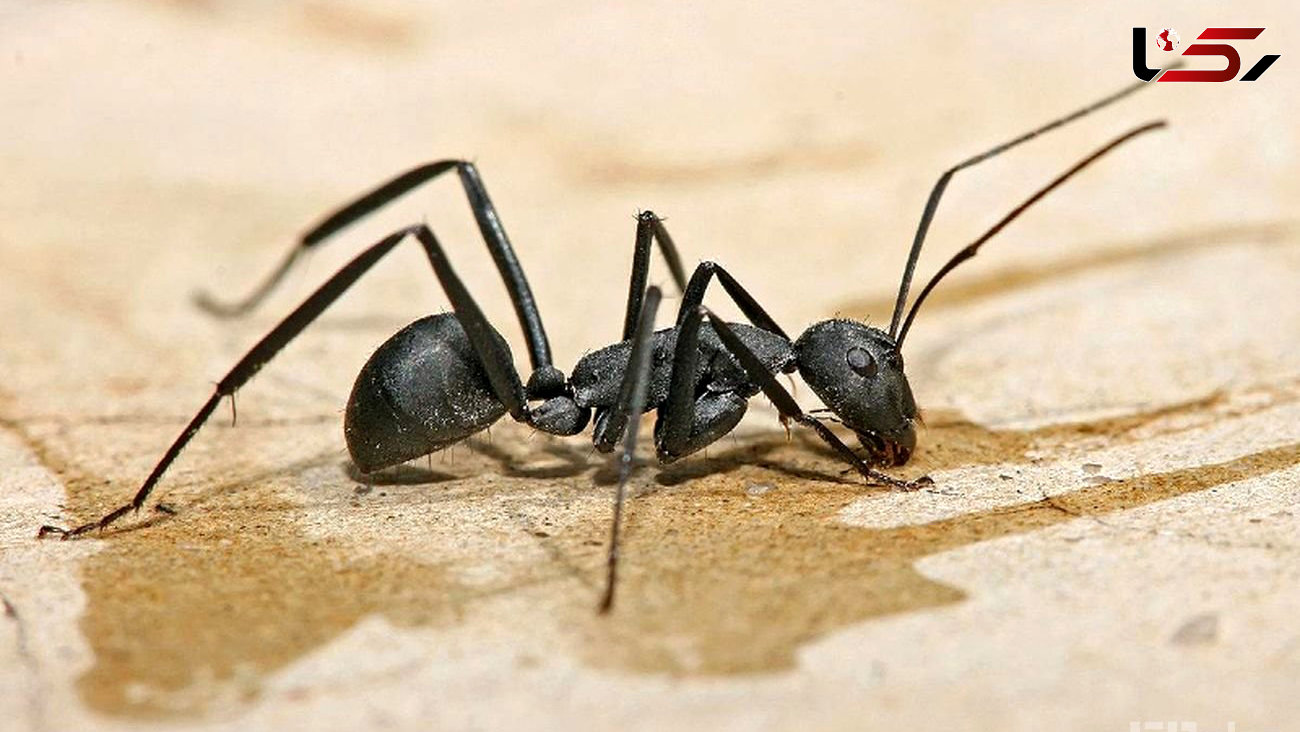 جمع شدن مورچه دور ادرار نشانه چیست؟