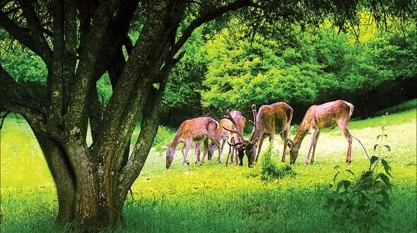 فال و طالع بینی امروز یکم تیر ماه 1405