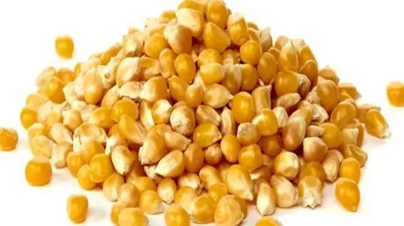 ماجرای ذرت‌های آلوده چیست؟