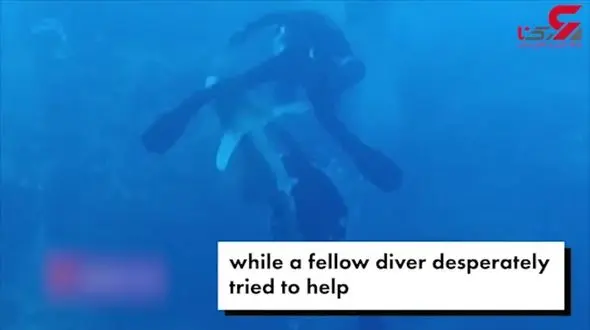 فیلم وحشتاک از خوردن یک غواص توسط کوسه قاتل