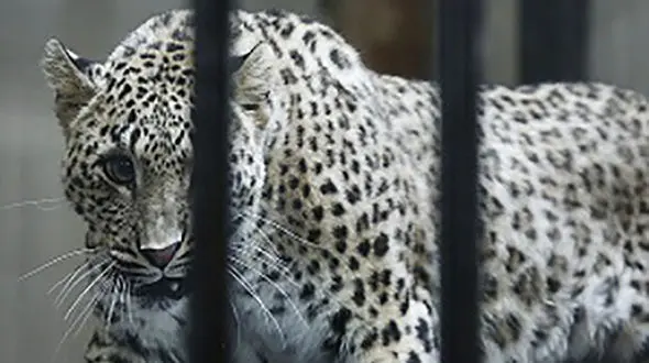 جزئیات تکاندهنده از مرگ "کیجا" پلنگ باغ وحش ارم / کارشناس حیات وحش چه گفت؟