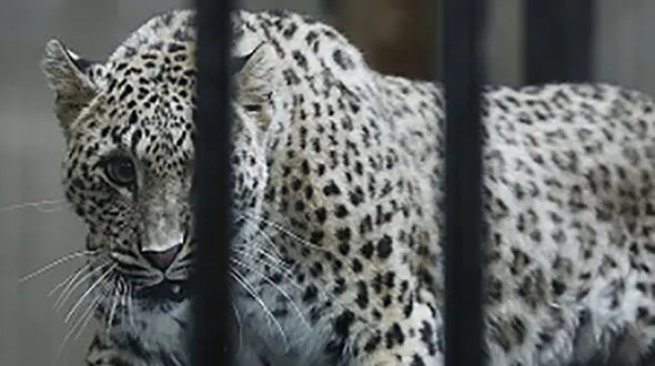 پلنگ ماده ایرانی مهمان باغ وحش ارم می شود