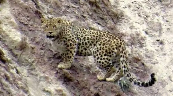 مشاهده ۲ قلاده پلنگ در دشتستان + عکس 