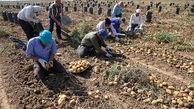 کاشت محصولات استراتژیک جایگزین کشت سیب زمینی در شهرستان دلفان