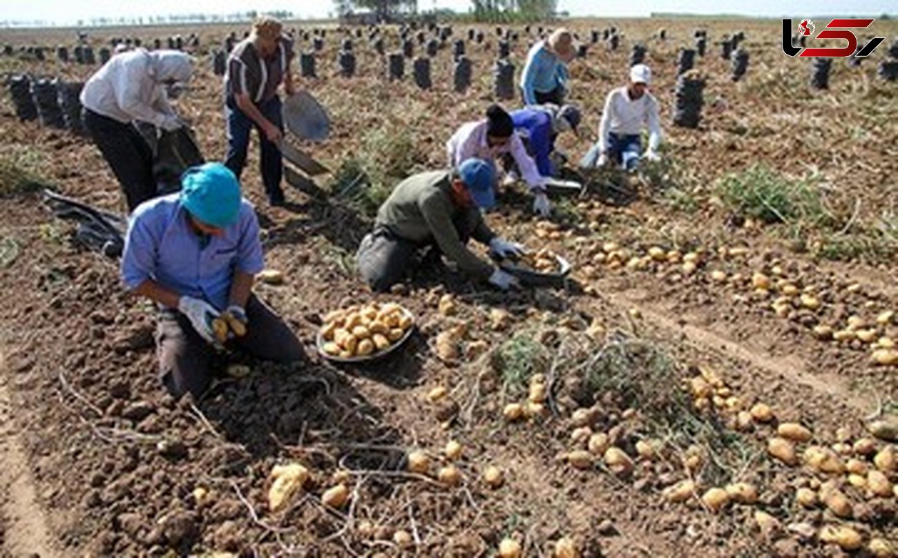 کاشت محصولات استراتژیک جایگزین کشت سیب زمینی در شهرستان دلفان
