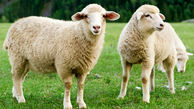 دعوای 2 گوسفند رو ببین / فیلم