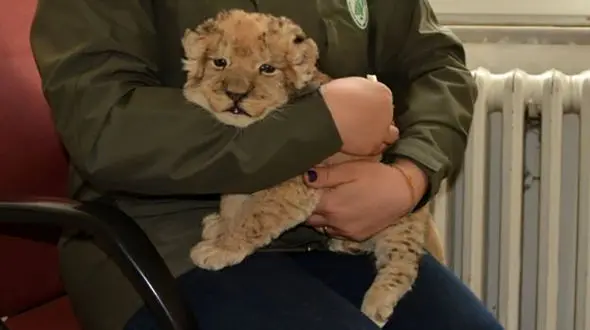 پرسه مردی به توله شیری در بغل در خیابان جنجال ساز شد + عکس