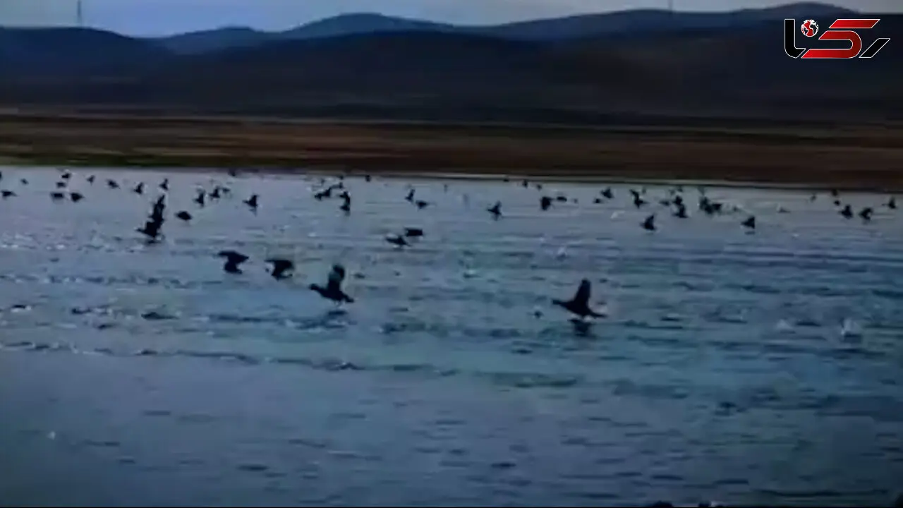 فیلم طبیعت زنده گلپایگان با پرندگان مهاجر
