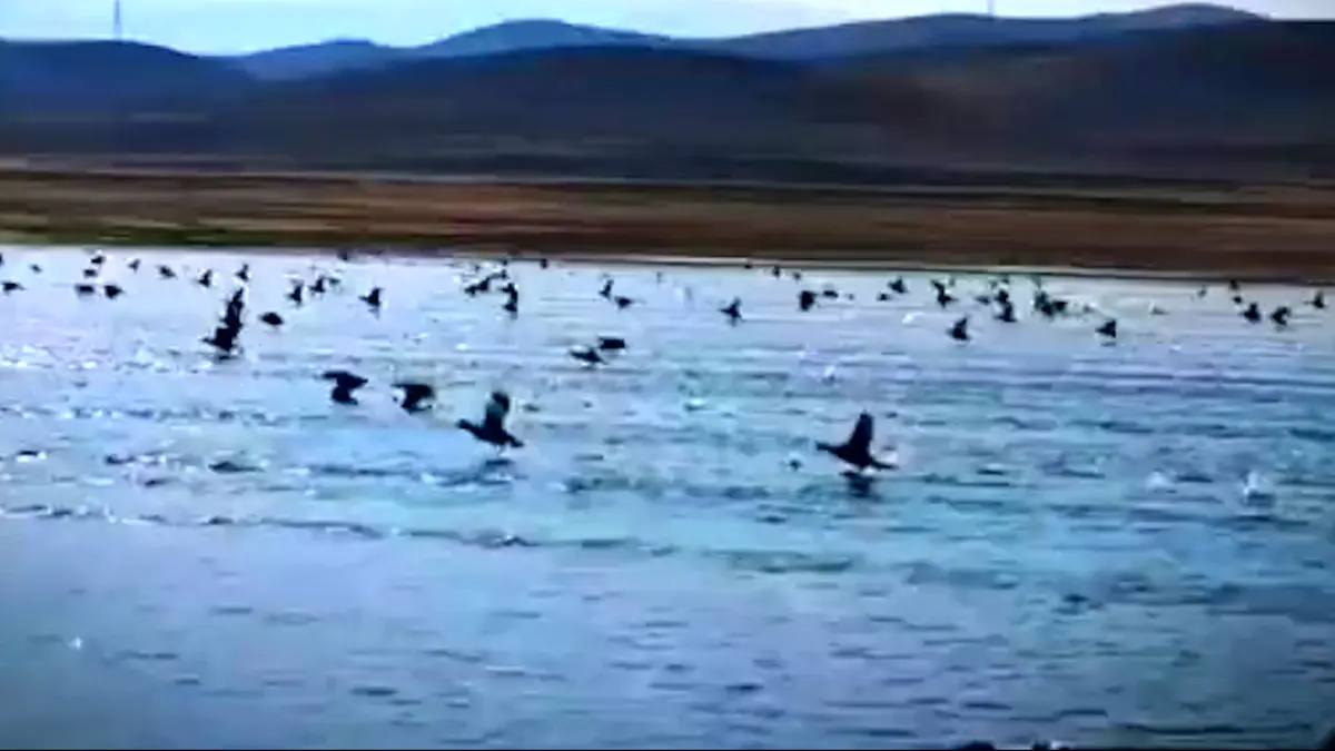 فیلم طبیعت زنده گلپایگان با پرندگان مهاجر