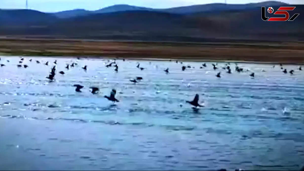 فیلم طبیعت زنده گلپایگان با پرندگان مهاجر