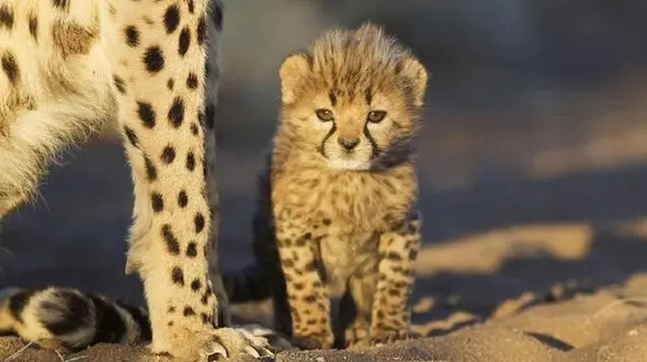 آسیا؛ ضعیف ترین قاره از نظر افزایش مناطق حفاظت شده / جان یوزپلنگ و پاندا در خطر است !
