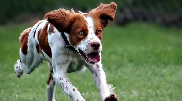 فیلم حمله سگ های گرسنه به پیک موتوری / مرد جوان پیتزا را رها کرد و گریخت