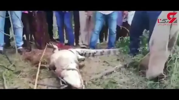 نجات هیجان انگیز یک تمساح + فیلم 