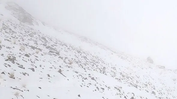 گم شدن 2 امدادگر در محل سقوط هواپیمای تهران-یاسوج 