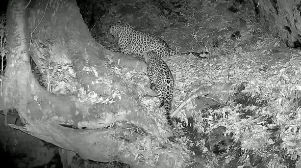 ببینید؛ تصویر جدید از پلنگ ایرانی و توله اش در جنگل های شمال