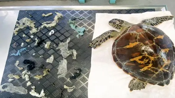 نجات لاک‎پشت رنگین کمان از مرگ حتمی + عکس