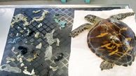 نجات لاک‎پشت رنگین کمان از مرگ حتمی + عکس