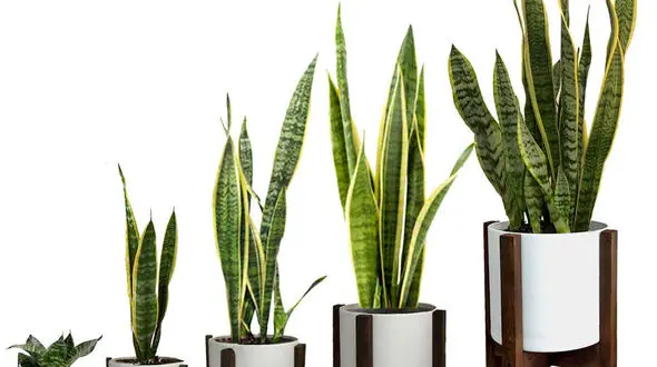 سانسوریا نگه دارید!