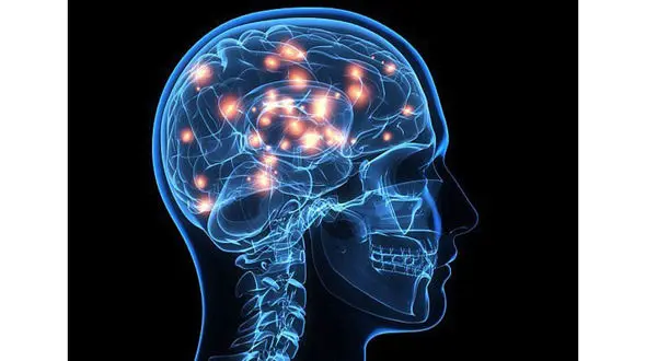 افسردگی مغز را کوچک می کند/مغز با ورزش تقویت می شود