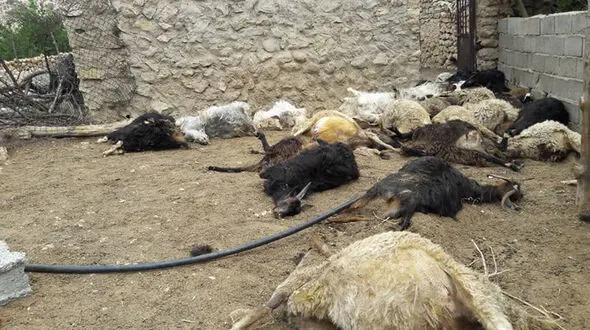 وحشت از یک گرگ داخل حیاط یک خانه در همدان / حیوان رحم نداشت