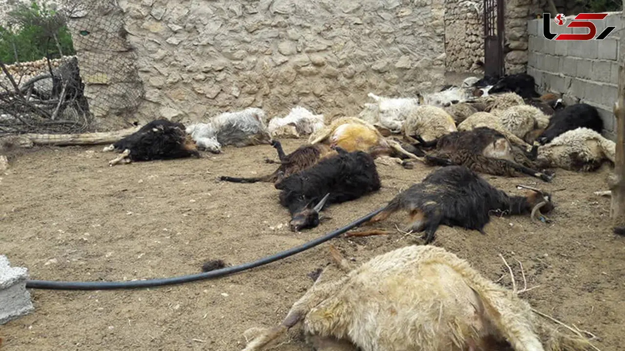 وحشت از یک گرگ داخل حیاط یک خانه در همدان / حیوان رحم نداشت