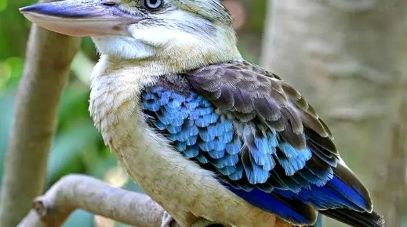 دانستنی های جالب درباره پرنده ای که لخت و کور به دنیا می آید +تصاویر دیدنی