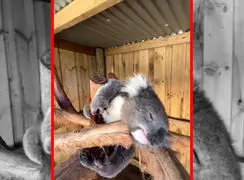 فیلم استراحت دلنشین کوالا روی شاخه‌ها