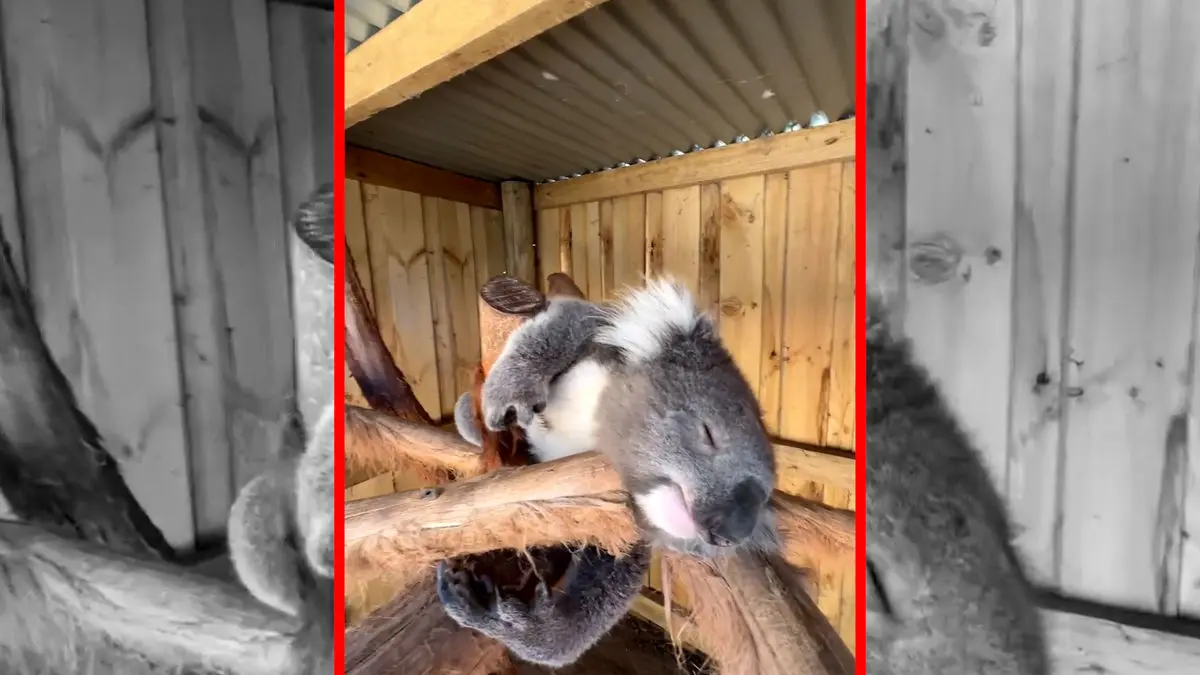 فیلم استراحت دلنشین کوالا روی شاخه‌ها