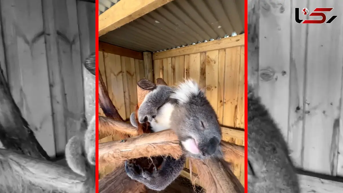 فیلم استراحت دلنشین کوالا روی شاخه‌ها