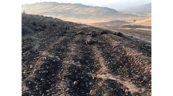 زنده زنده سوزانده شدن 200 راس گوسفند + عکس ها