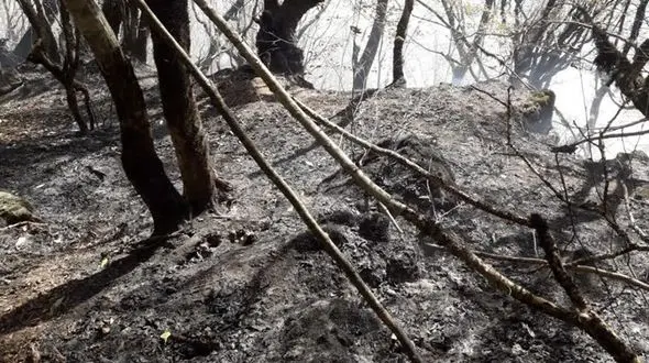  آخرین وضعیت اطفای حریق در جنگل های غرب مازندران + عکس و فیلم 