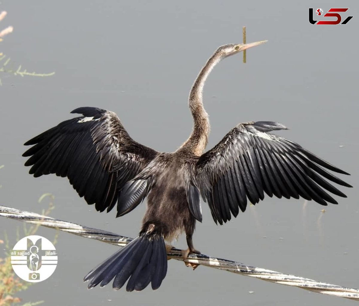 جوجه آوری و زادآوری باکلان مارگردن در خاورمیانه 