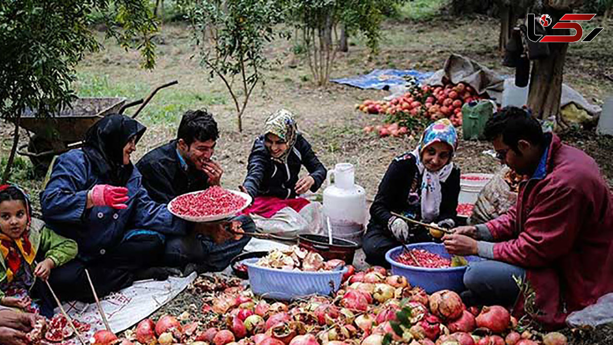  جشن انار کجا برگزار می شود؟