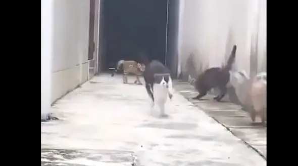 بهترین فرارهای حیوانات از دست شکارچیان + فیلم