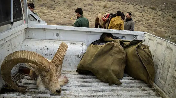 عجیب ترین حکم  قاضی برای شکارچی جوجه عقاب ها