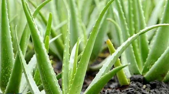 آلوئه ورا چربی هایتان را مثل کوره می سوزاند