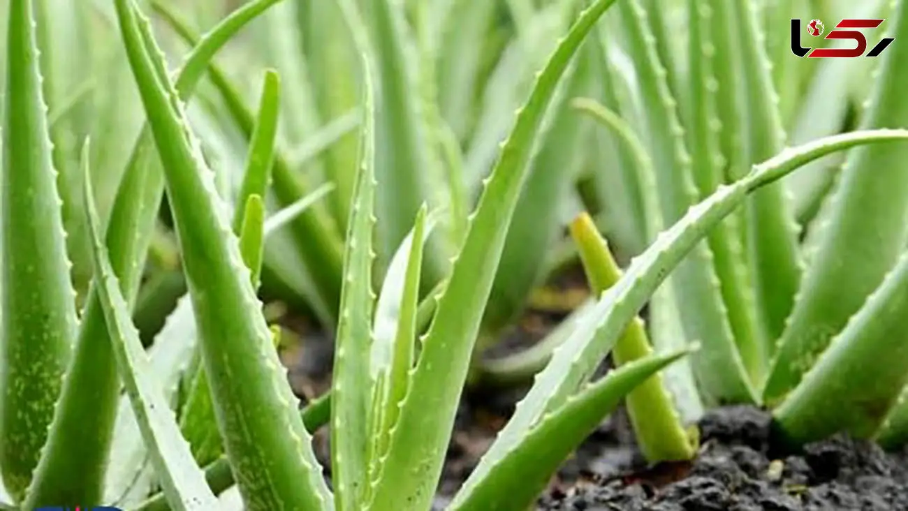 آلوئه ورا چربی هایتان را مثل کوره می سوزاند