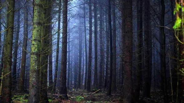 جنگلی وهم آلود در ایران با صدای جیغ زنی که در آتش می سوزد / جنگل جیغ کجاست؟