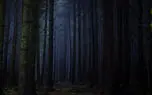 خورده شدن جسد مرد تهرانی توسط حیوانات گوشتخوار در دل جنگل‌های شیان 