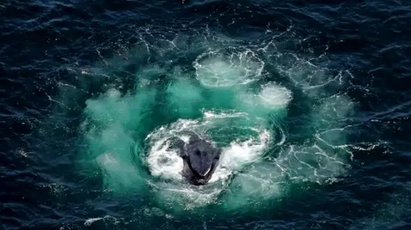 زبان مخفی نهنگ‌ ها؛ پلی به سمت ارتباط با فرازمینی‌ ها