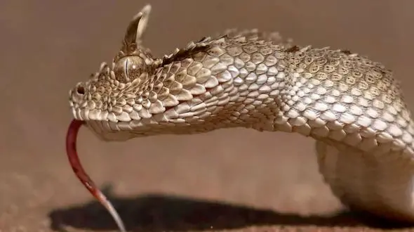 افعی ایرانی در خدمت بیماران سرطانی