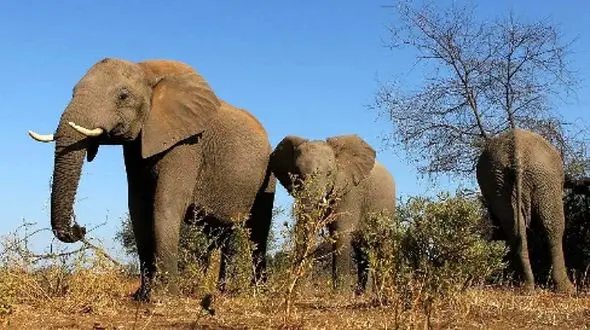 زبان بدن فیل‌ ها: رازهایی که حرکاتشان آشکار می‌ کند